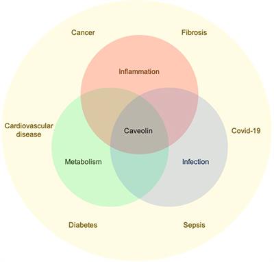 Editorial: Caveolins in inflammation, infections, and disease